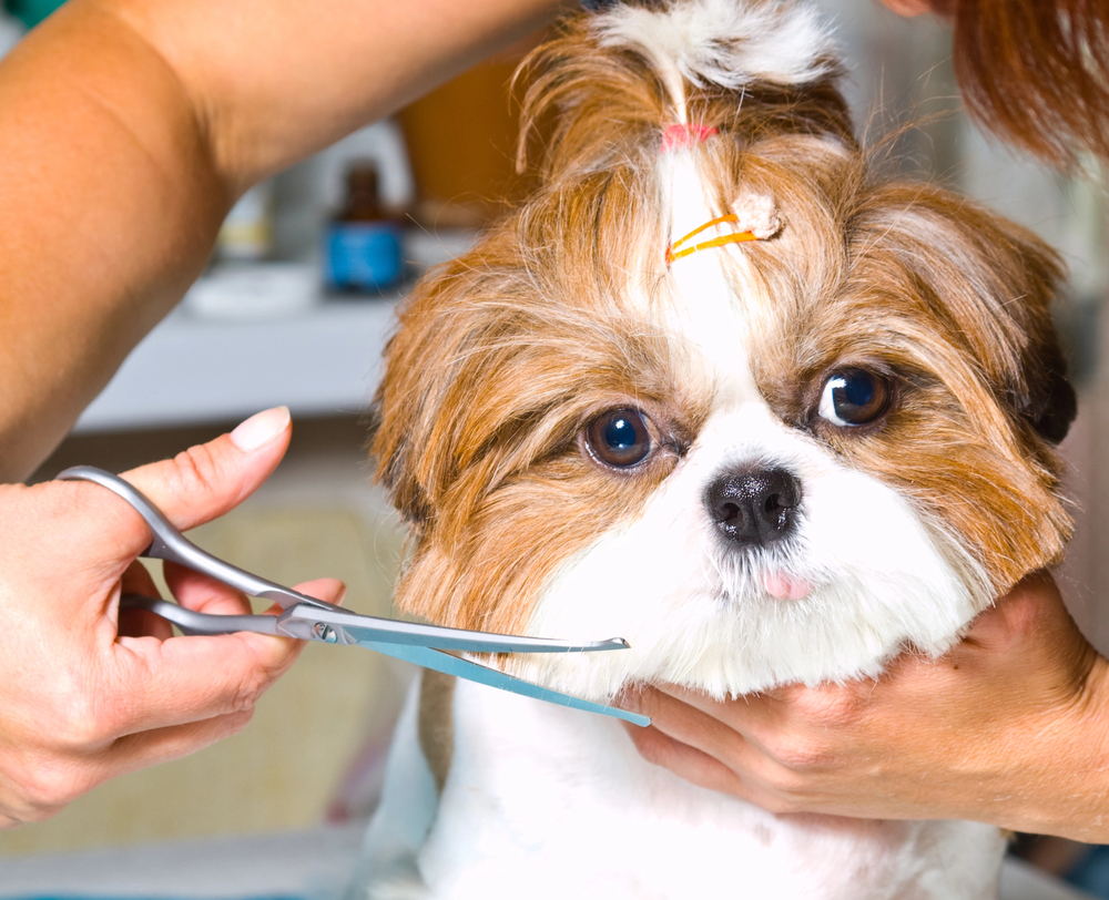 Bindehautentzündung beim Hund Shih Tzu