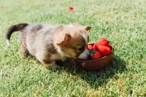 Hunde Erdbeeren