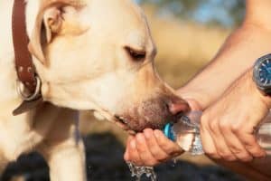 Hund trinkt Wasser aus Hand