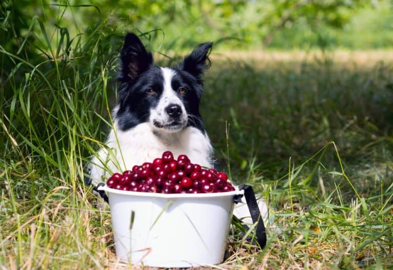Hunde Kirschen