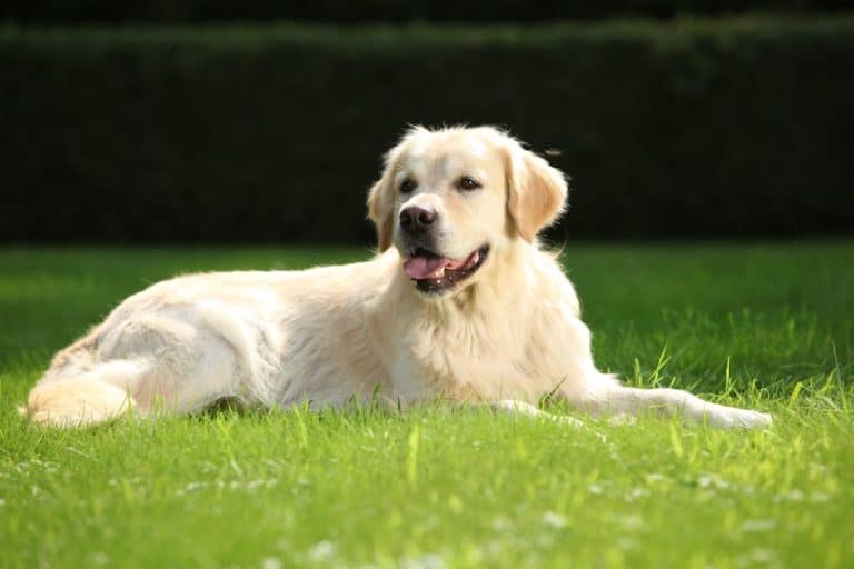 Zink für Hunde