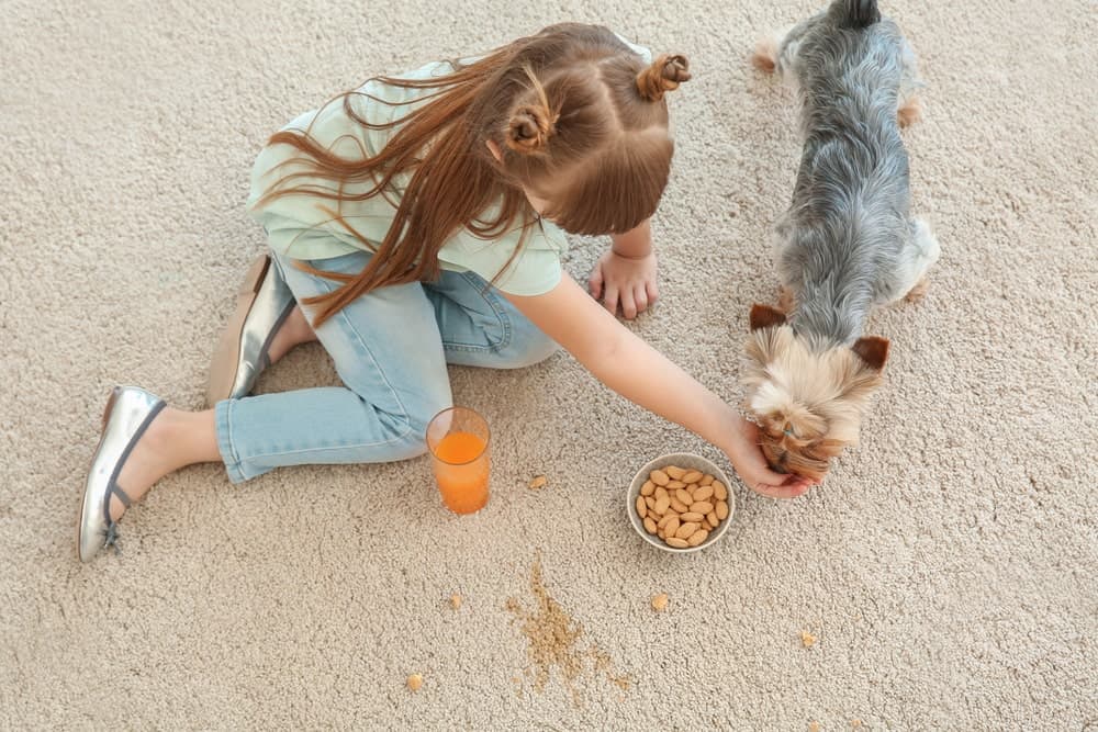 Dürfen Hunde Nüsse fressen?