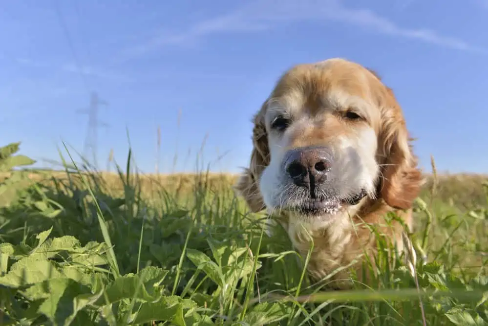 Hund frisst Gras