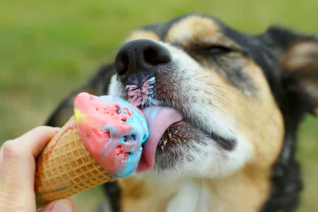 Hundeeis So machst du leckeres Eis für Deinen Hund selber