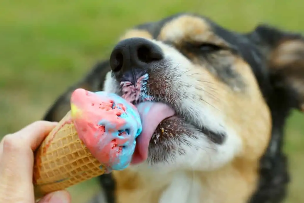 Hund leckt an Eis