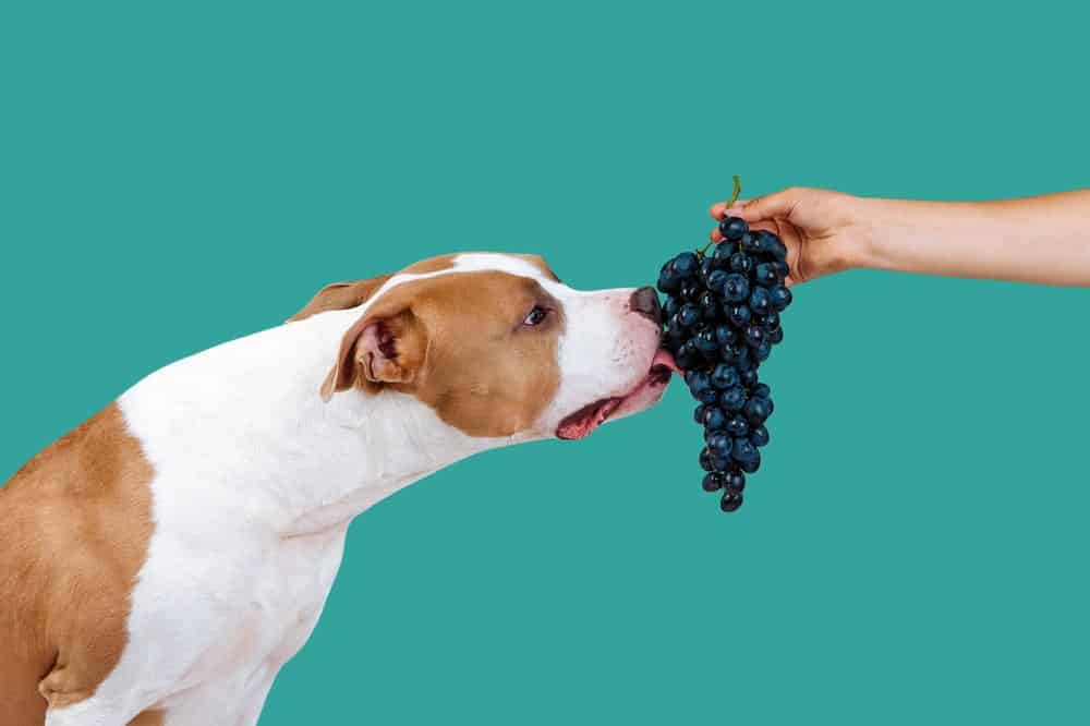 Hund Obst Weintrauben