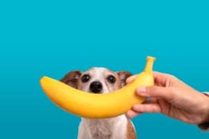 Dürfen Hunde Banane fressen?
