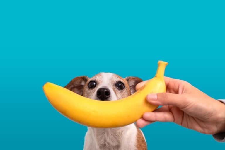 Dürfen Hunde Banane fressen?