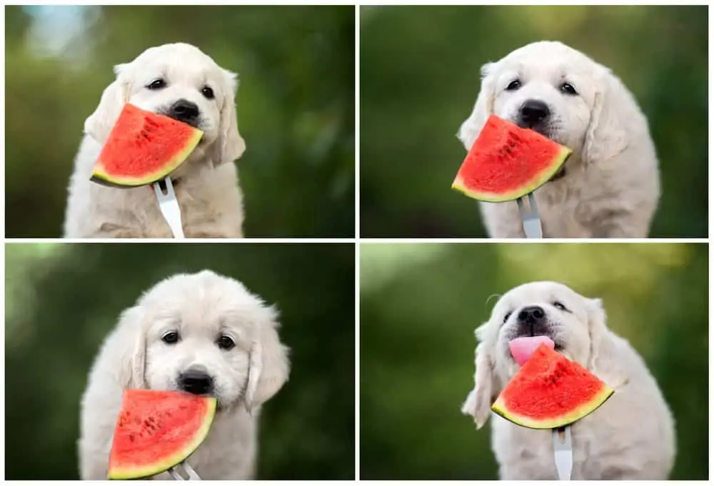 Hunde fressen melone