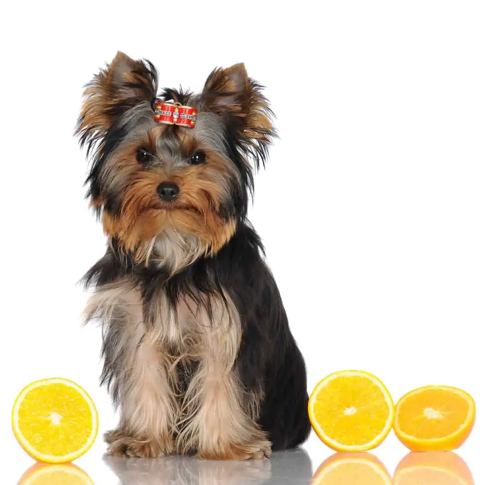Dürfen Hunde Apfelsinen essen