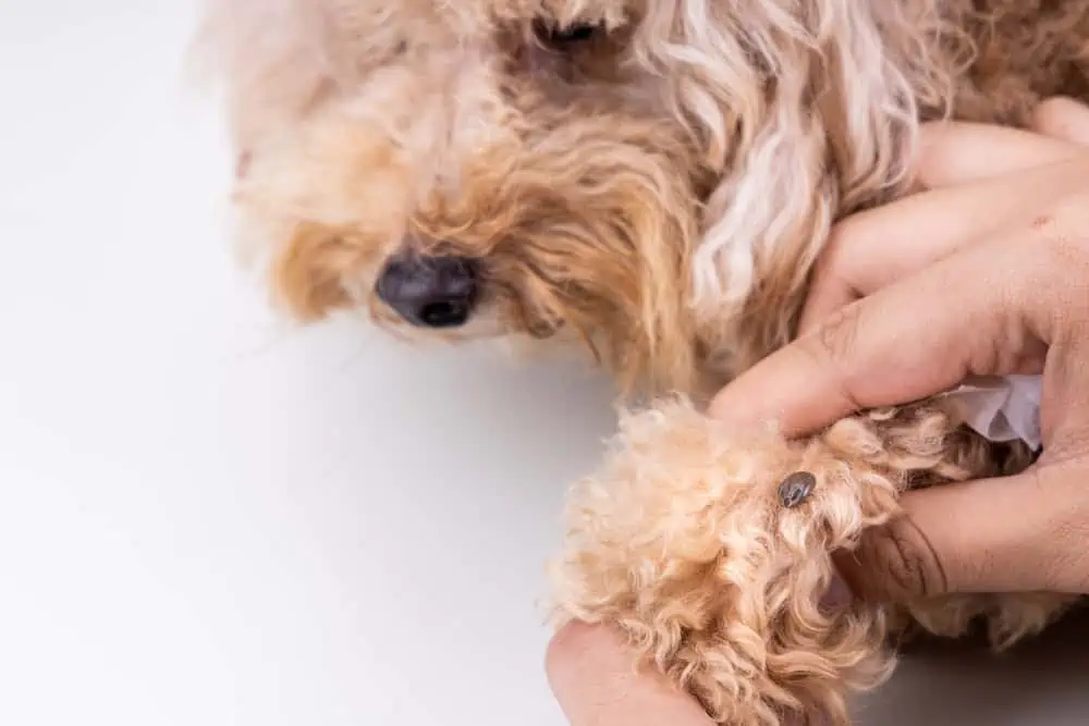 Impfungen für Hunde: Zeckenimpfung
