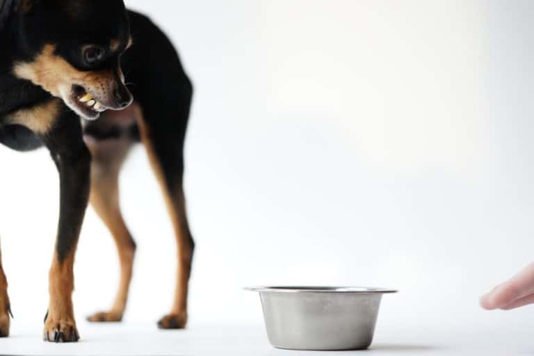 Futterneid beim Hund