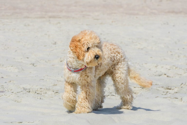 Goldendoodle Rasseportrait Anfängerhund Familienhund