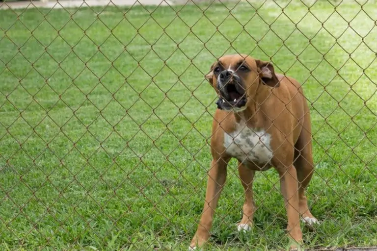 Hund das Bellen abgewöhnen