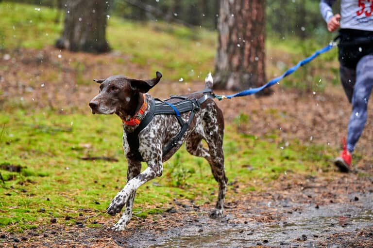 Zuggeschirr für Hunde