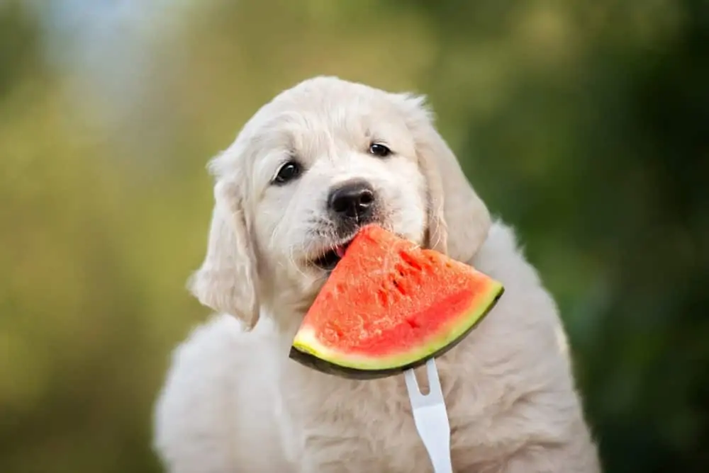 Hunde fressen Melone