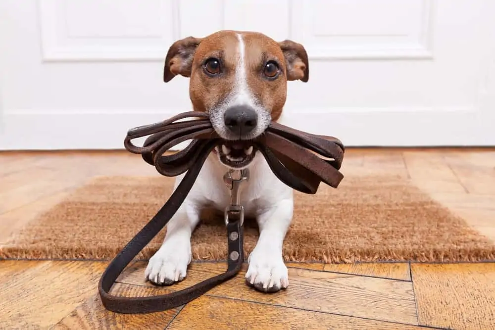 Erstausstattung für Hunde