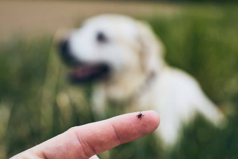 Zecken beim Hund