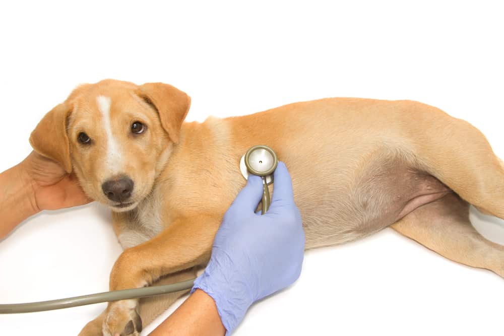 Impfungen für Hunde