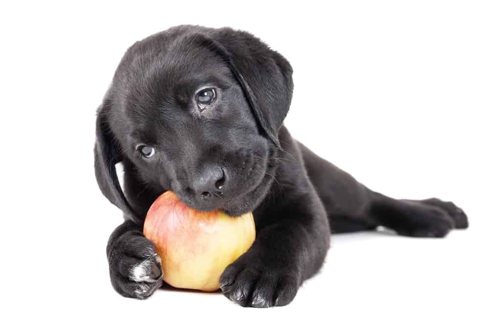 Dürfen Hunde Äpfel essen