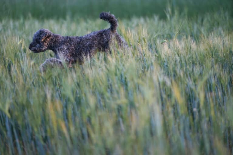 Hund entlaufen