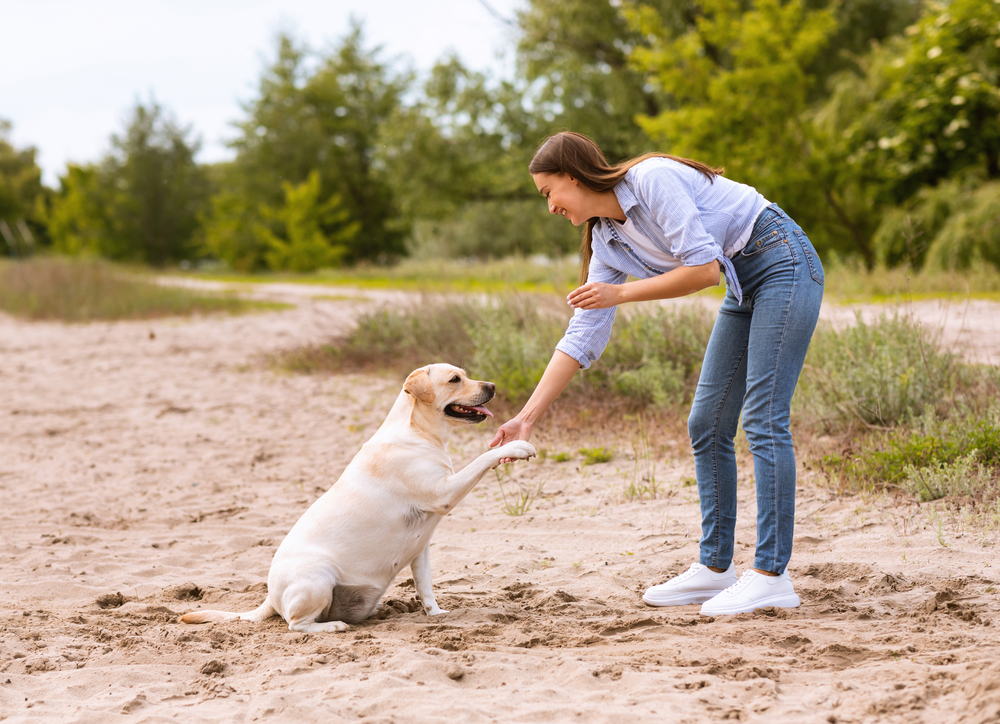 Hund frisst Erde Langeweile