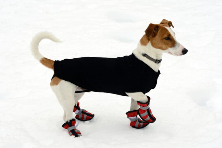 Pfotenschutz für Hunde