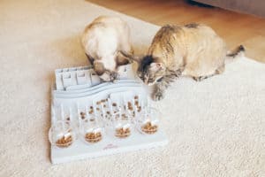 Intelligenzspielzeuge für Katzen