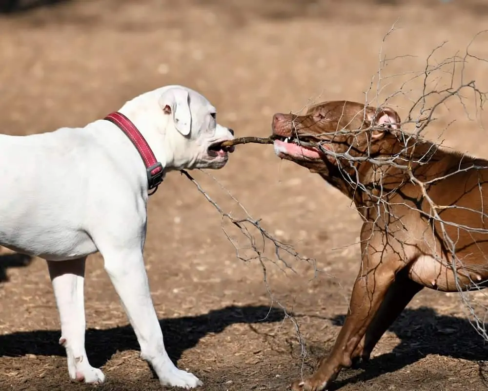 American Pitbull Terrier spielt mit anderem Hund