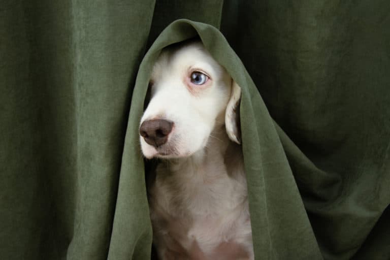 Bachblüten für Hunde