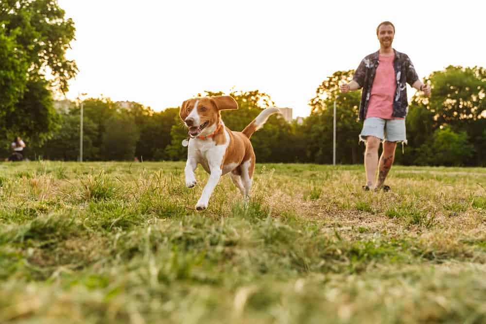 Hund läuft zu anderem Hund