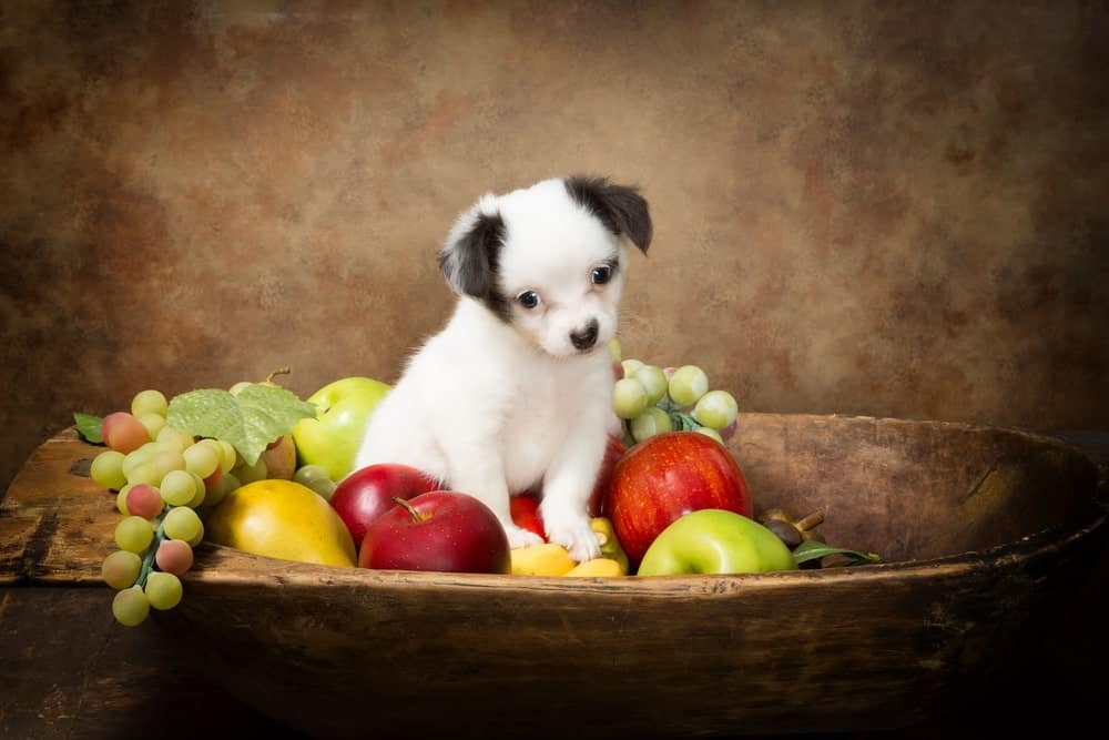 Hund in Obst Schale
