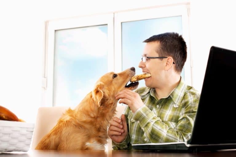 Dürfen Hunde Brot essen