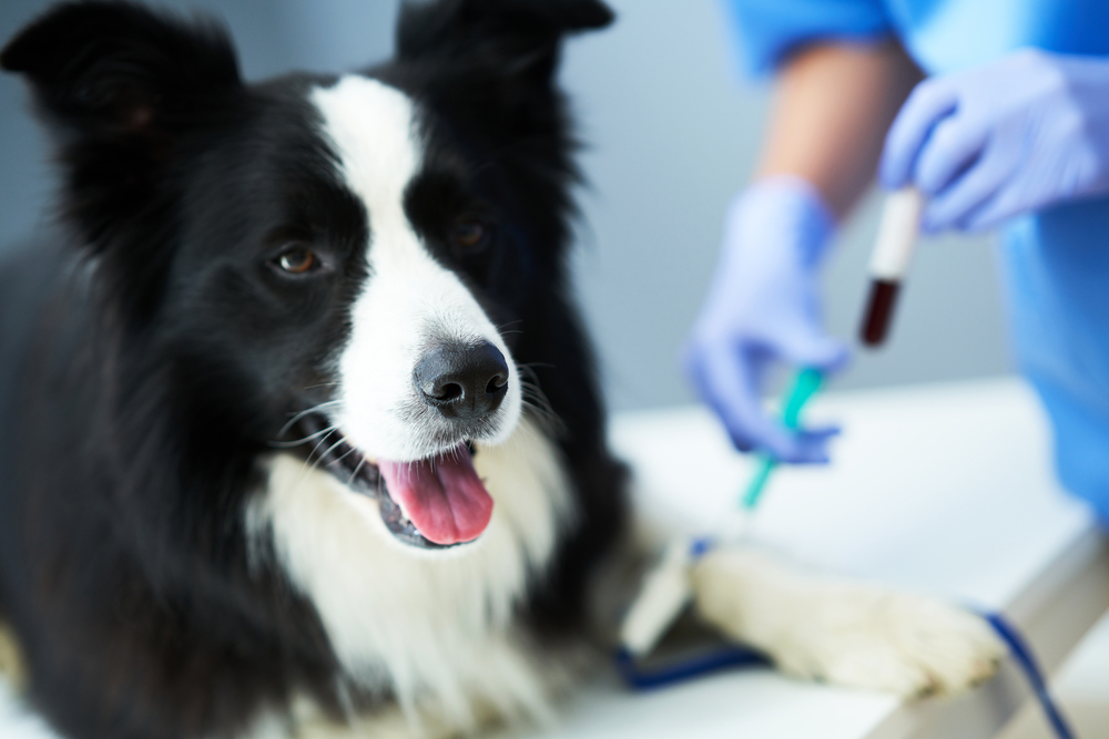 Pankreasinsuffizienz beim Hund Diagnose Blutbild Blutwerte