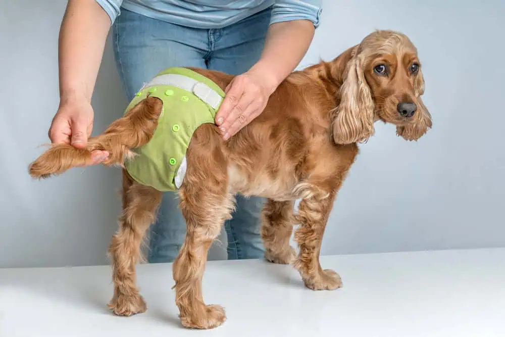 Woman changing diaper of her dog - estrus cycle or incontinence concept