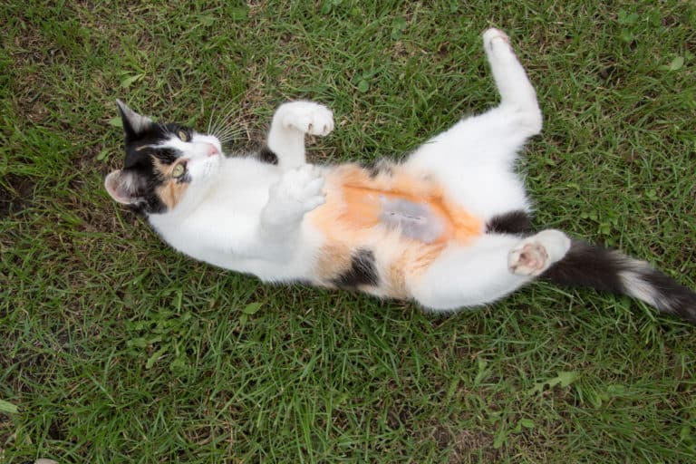 Kastration von Katze Kater