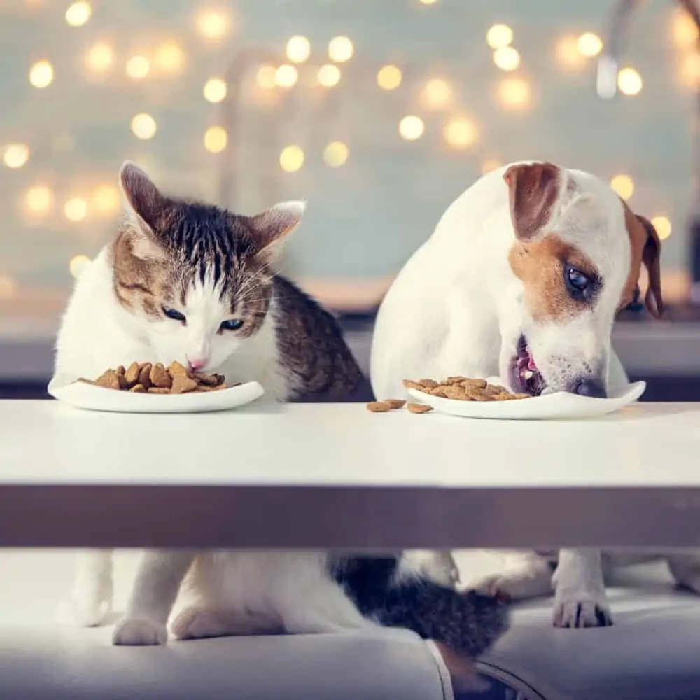 Dürfen Hunde Katzenfutter essen?