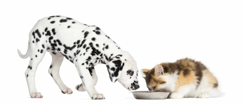 Dürfen Hunde Katzenfutter essen