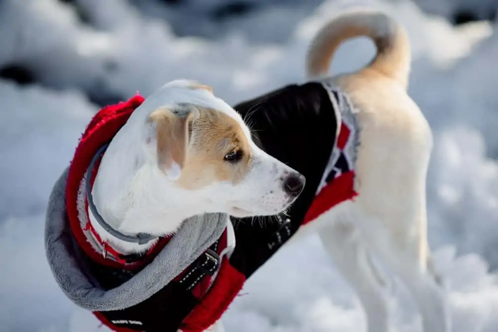 Immunsystem beim Hund stärken - Mantel anziehen