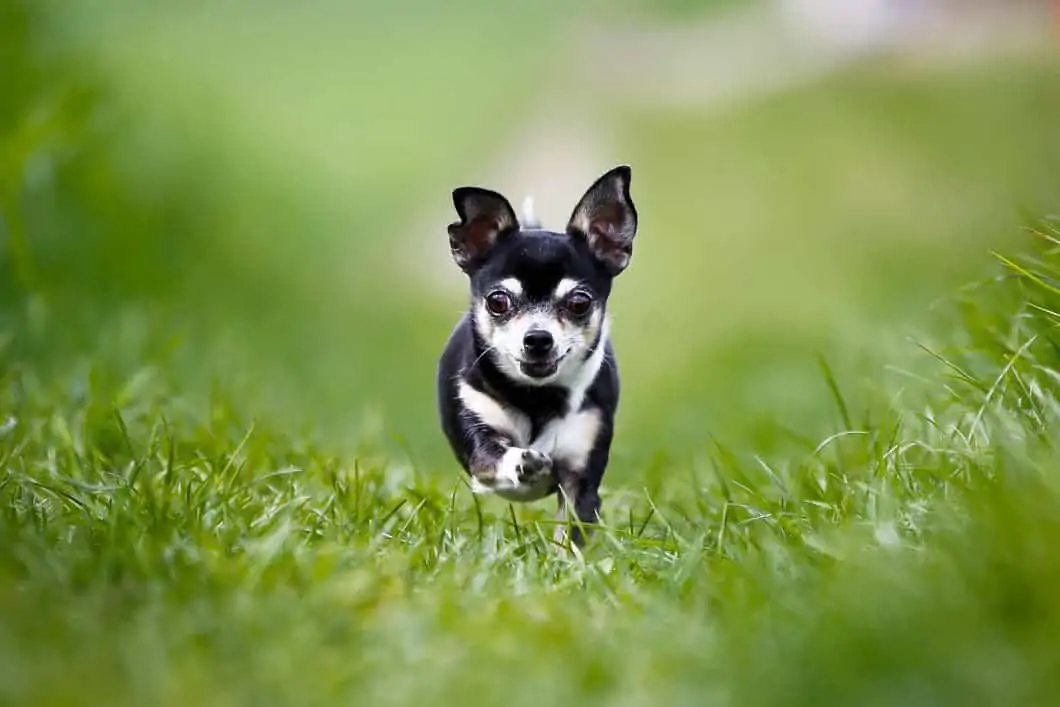 Chihuahua rennt durch Gras