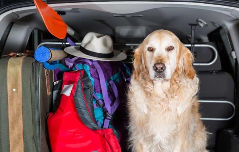 Urlaub mit Hund