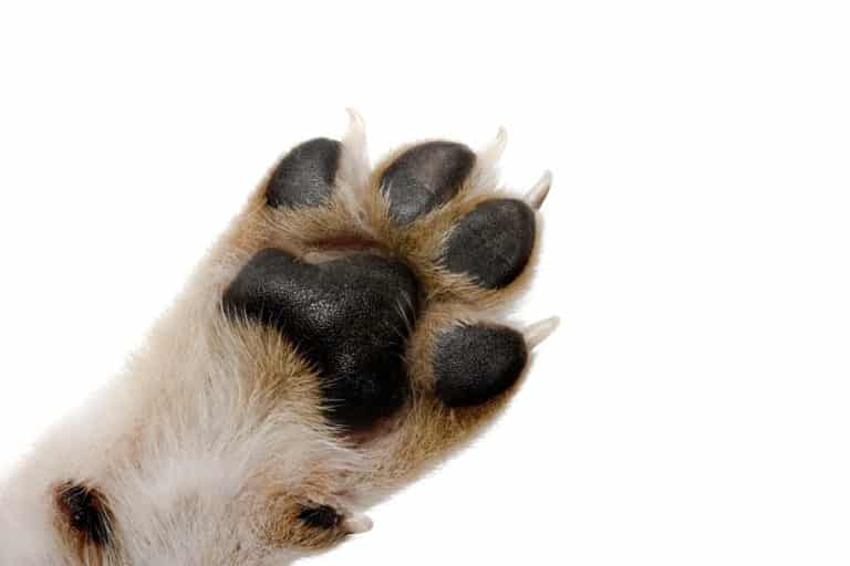 Pfotenbalsam für Hunde
