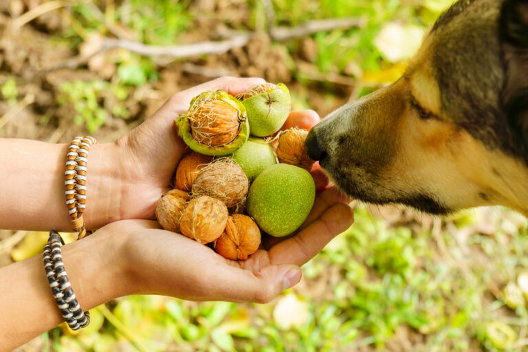Dürfen Hunde Walnüsse fressen