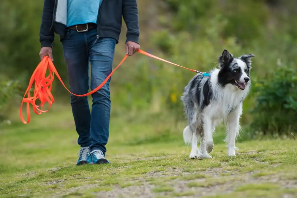 Spaziergänge interessanter gestalten mit Hund
