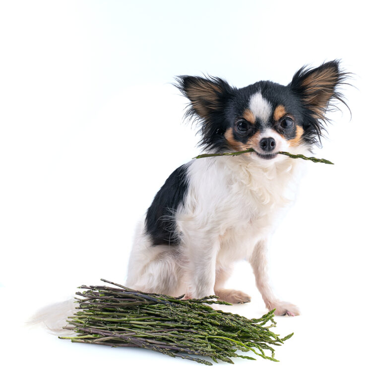 Dürfen Hunde Spargel fressen