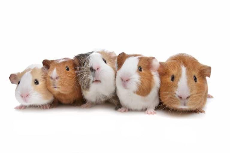 Meerschweinchen artgerecht halten