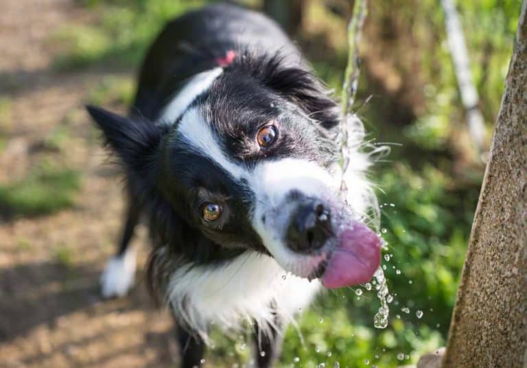 Rückwärtsniesen beim Hund kein Grund zur Panik!