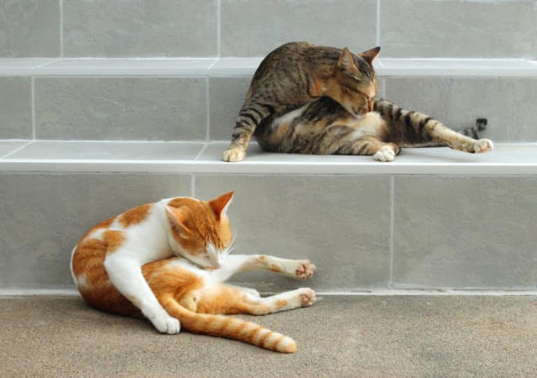 Katzen im Fellwechsel