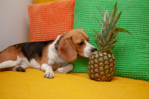 Dürfen Hunde Ananas fressen essen