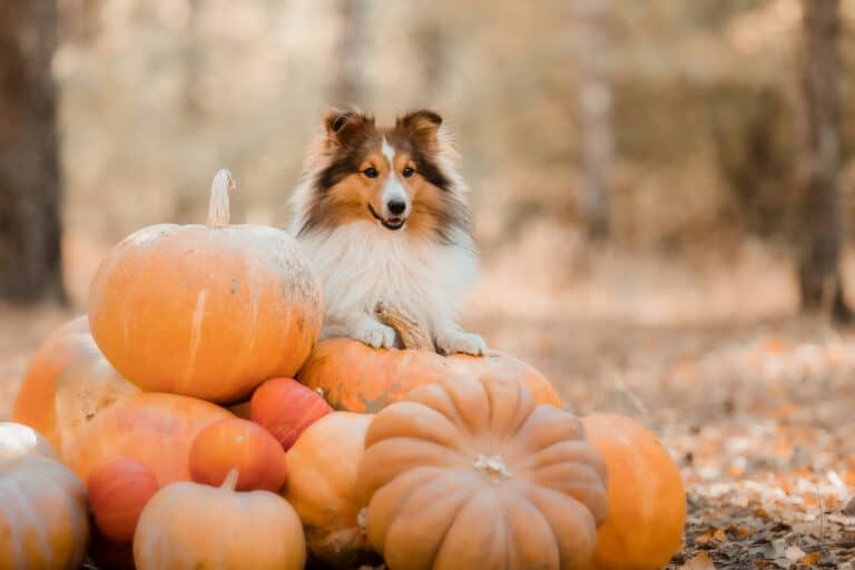 Dürfen Hunde Kürbis fressen